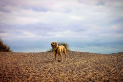 On the Suffolk Coastal Path at Walberswick Beach