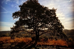 batch_IMG_0040