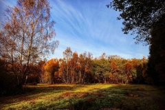 batch_IMG_3151