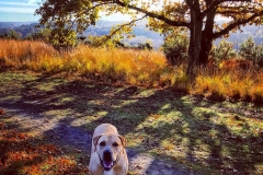batch_IMG_3162