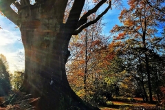batch_IMG_3165