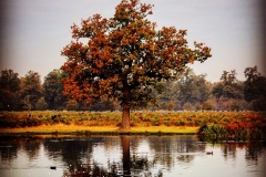 IMG_2795-e1476816558508