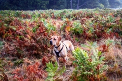 IMG_2801-e1476816492939