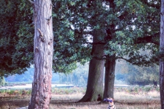 "I'm sure I saw a squirrel...."