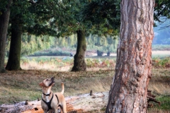 "Did anyone see a squirrel...?"