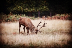 IMG_2816-e1476816145338