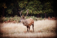 IMG_2817-e1476816132759