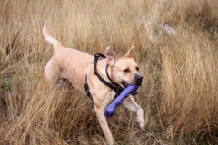 IMG_2821-e1476816053534