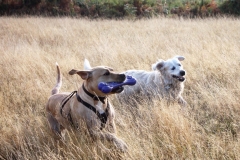 IMG_2826-e1476815964560