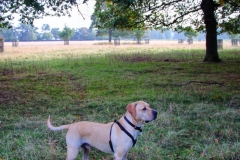 IMG_2828-e1476815937534