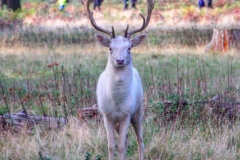 IMG_2834-e1476815819678