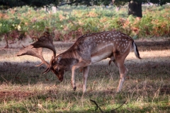 IMG_2835-e1476815805970