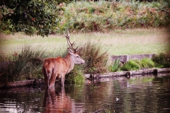 IMG_2850-e1476815462690