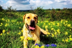 IMG_1733-e1475694452408