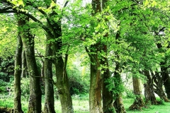 IMG_1737-e1475694404258