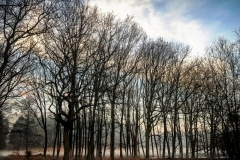batch_IMG_3643
