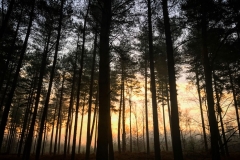 batch_IMG_3645