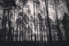 batch_IMG_3809
