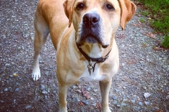 Hoover-waits-for-his-bone-to-be-thrown..