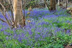 batch_IMG_0581