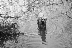 batch_IMG_0605