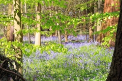batch_IMG_0635