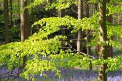 batch_IMG_0636
