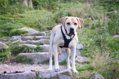 11957972_10153168836411446_1038446167976686977_o-e1475353242485