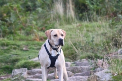 12027371_10153168834106446_6175384688217623344_o-e1475353048352