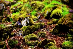 batch_IMG_8035
