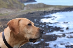 IMG_0100-e1476558437784