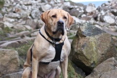 Hooves on The Giant's Causeway