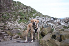 Hooves on The Giant's Causeway
