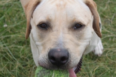 411351_10150875192786446_838762456_o-e1475421998550