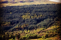 Lookig for The Cobbler