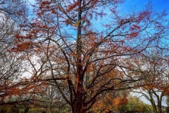 batch_IMG_3123