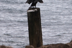 IMG_1062-e1477744773837