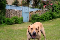 PSIMG_1071
