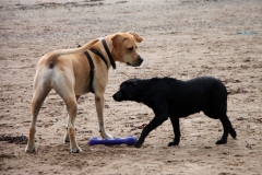 IMG_2072-e1475417232750