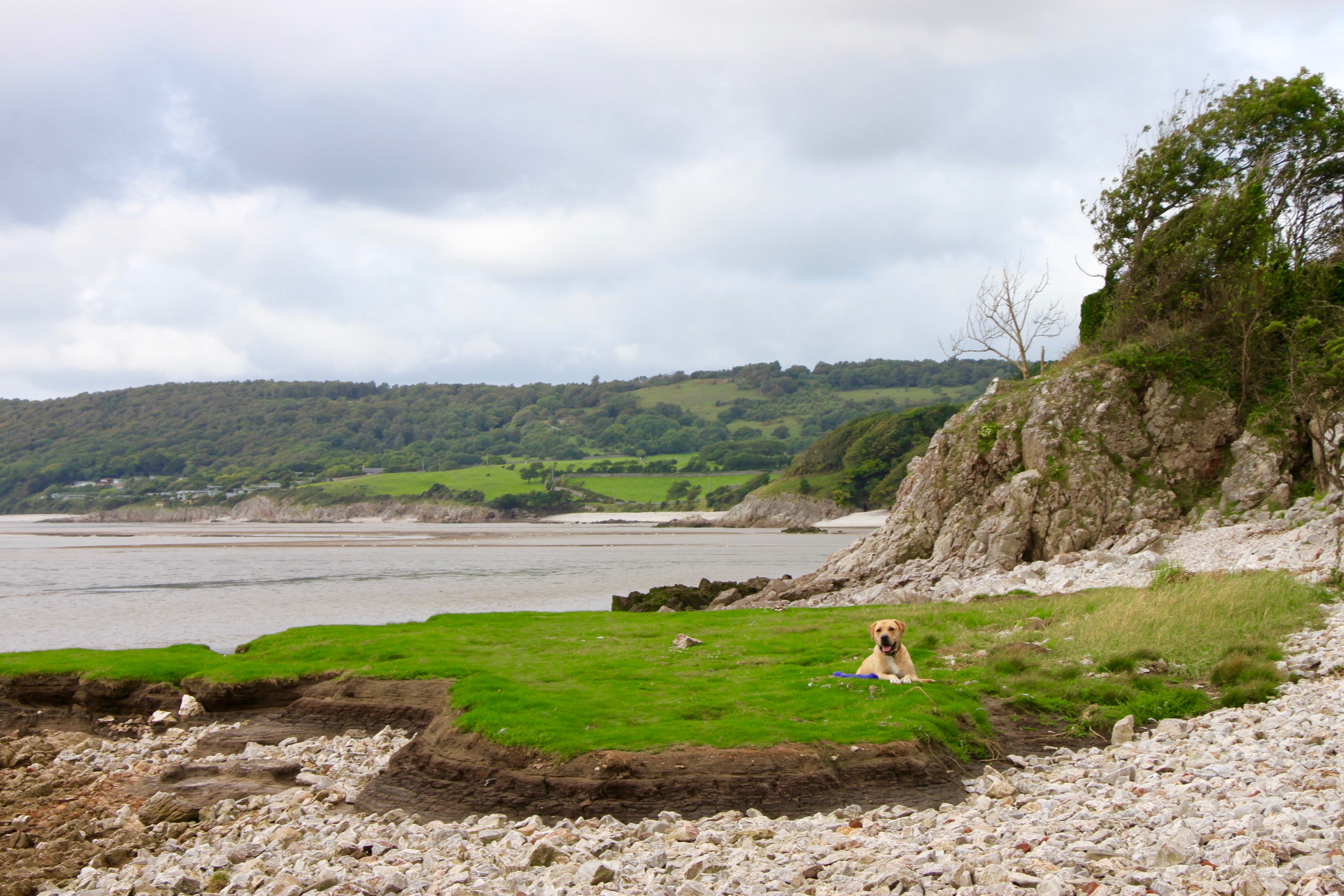 A Dog Walk By The Sea On Silverdale Beach Lancashire