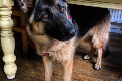 14141978_10153911996106446_4548487337510524726_n